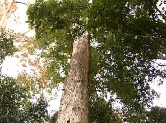 Cây gỗ Hương