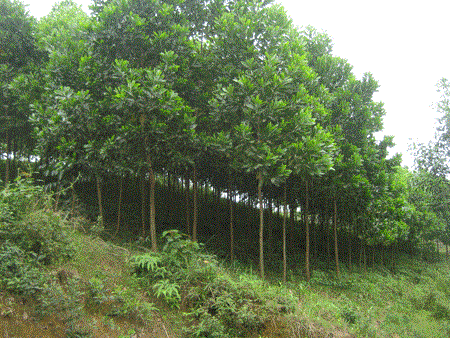 Cây Keo