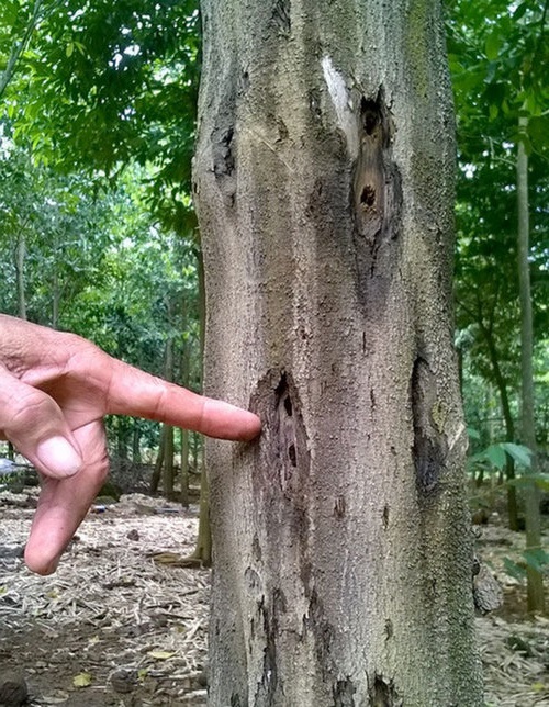 Điều kiện tạo ra trầm hương