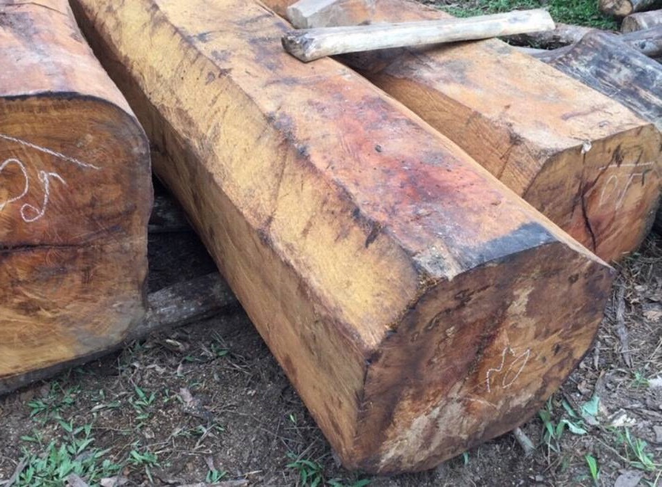 Gỗ mít nhập khẩu