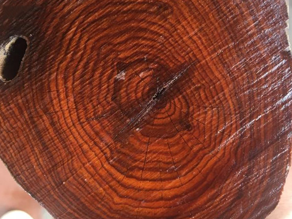 Gỗ Sưa đỏ