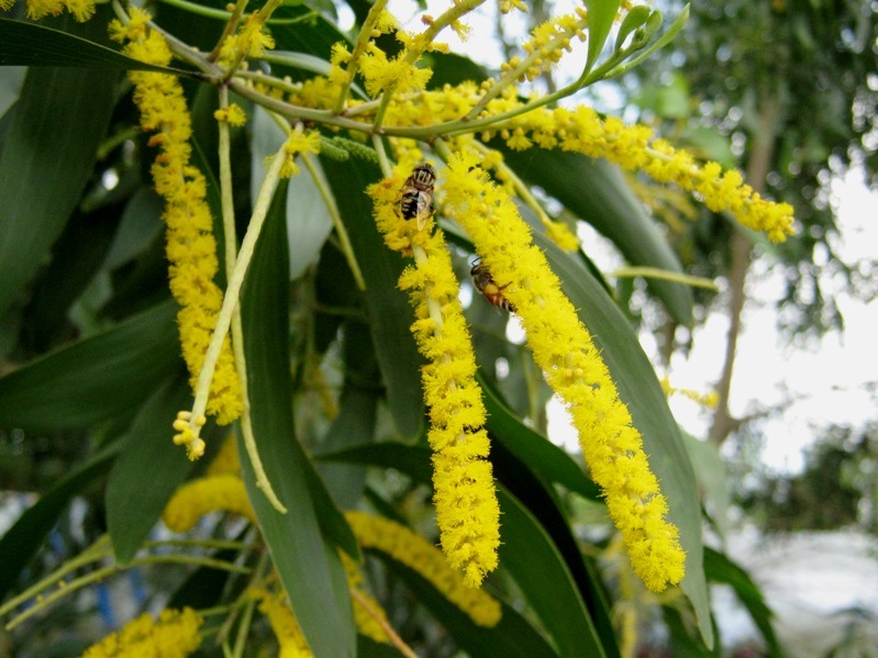 Hoa Keo