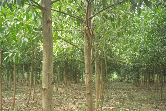 Keo lai