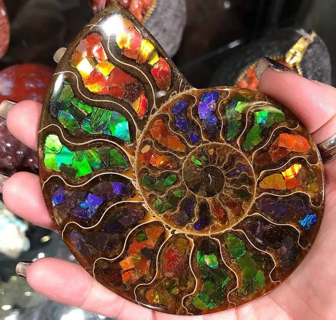 Ốc Ammolite
