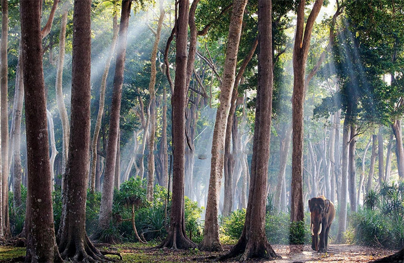 Sàn gỗ nguồn gốc Đông Nam Á