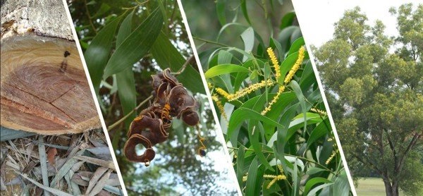 Sản phẩm gỗ Tràm